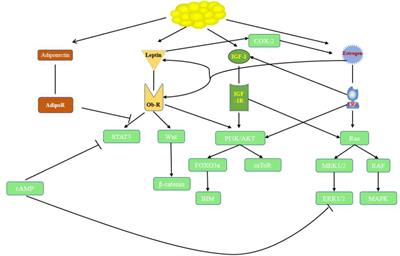 Obesity and endocrine-related cancer: The important role of IGF-1